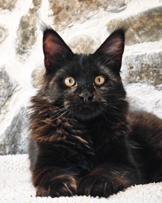 Ultimo meraviglioso cucciolo Maine Coon con Pedigr