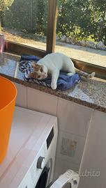 Gattina