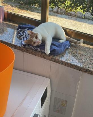 Gattina
