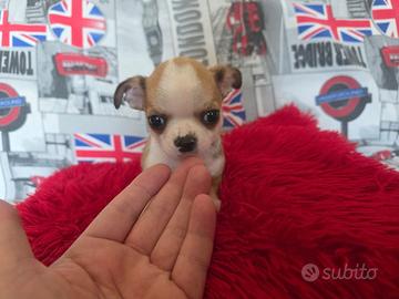 Chihuahua maschio pelo raso King toy 90 gg