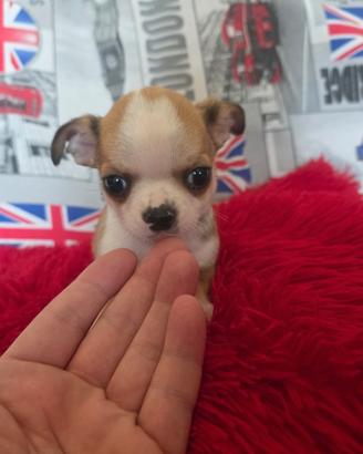 Chihuahua maschio pelo raso King toy 90 gg