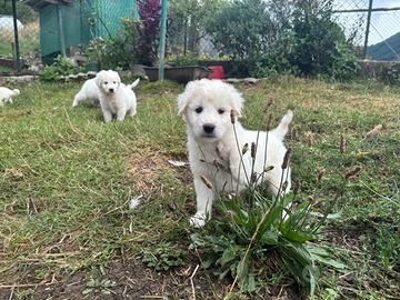 Cuccioli di pastore maremmano