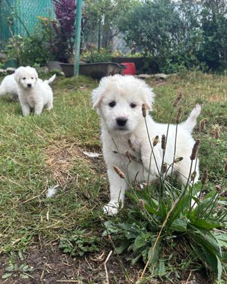 Cuccioli di pastore maremmano