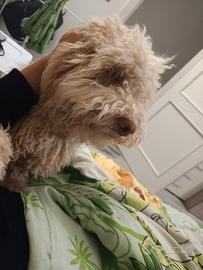 Lagotto maschio 9 mesi