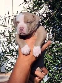 American Pitbull Terrie