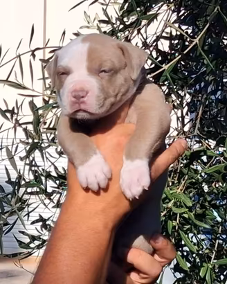 American Pitbull Terrie