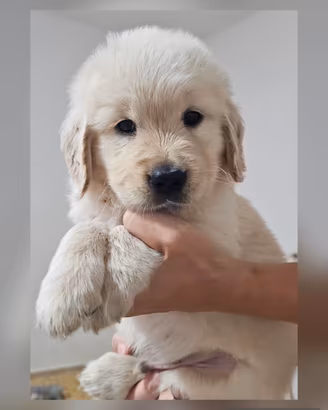 Ultimi cuccioli golden retriever