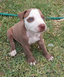 Pitbull