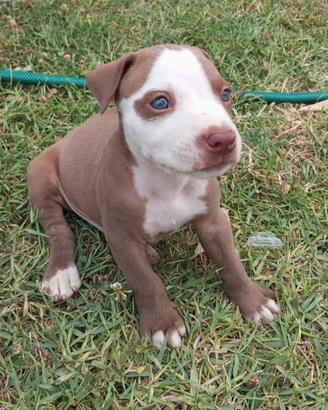 Pitbull