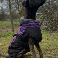 Golia mix levriero 1 anno e mezzo