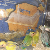 Inseparabili allevati a mano