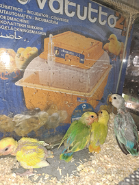 Inseparabili allevati a mano