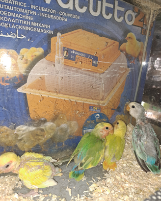 Inseparabili allevati a mano