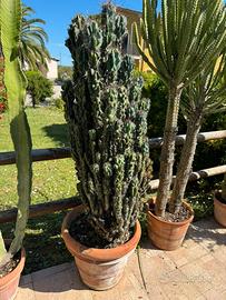 Cereus peruvianus f. monstruosa