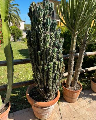 Cereus peruvianus f. monstruosa
