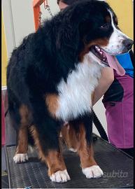 Bovaro di bernese per monta con pedigree Enci