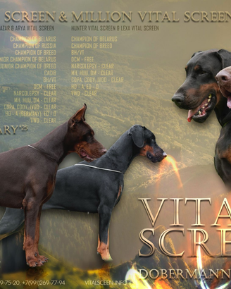 Dobermann femmina