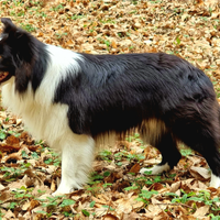 Border collie per monta