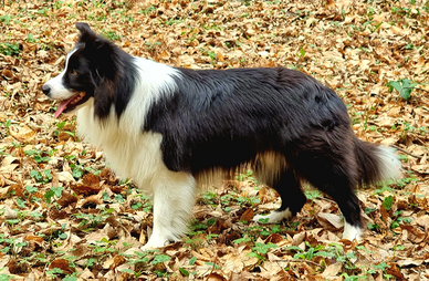 Border collie per monta