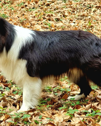 Border collie per monta