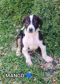 Salva un invisibile " mango"