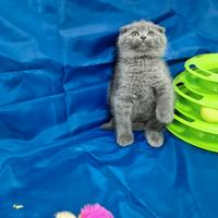 Scottish fold