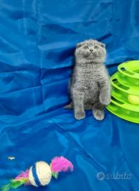 Scottish fold
