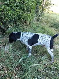 Cane da tartufo