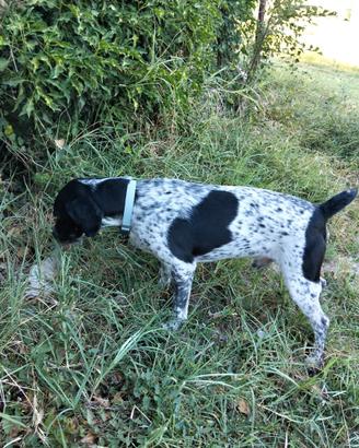 Cane da tartufo