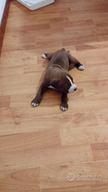 Cucciolo di Pitbull
