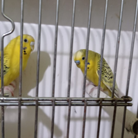 Cocorite corpo chiaro