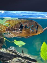 Geophagus brasiliensis