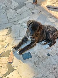 Cucciolo simil corso