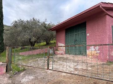 Terreno coltivato uliveto più magazzino