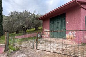 Terreno coltivato uliveto più magazzino