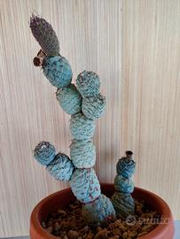 Cactus Tephrocactus Geometricus 
