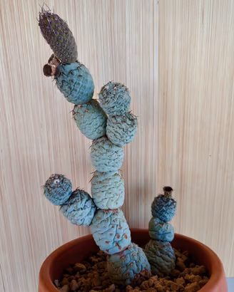 Cactus Tephrocactus Geometricus 