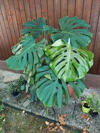 Monstera Deliciosa 