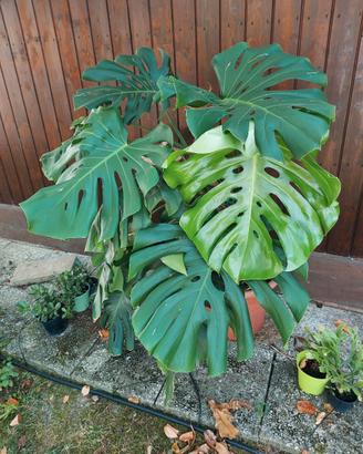 Monstera Deliciosa 