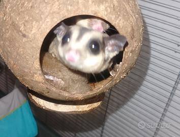 2 petauri dello zucchero