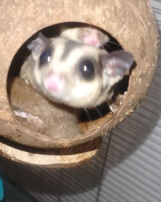 2 petauri dello zucchero