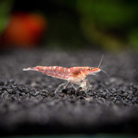 Caridine Ibride- robuste e riprodotte in acqua di