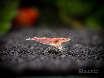 Caridine Ibride- robuste e riprodotte in acqua di