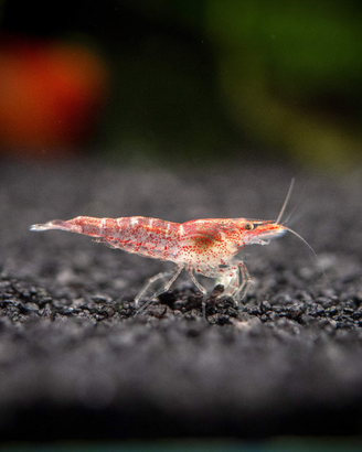 Caridine Ibride- robuste e riprodotte in acqua di