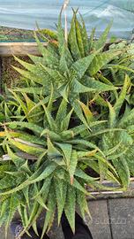 Aloe saponaria 