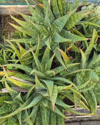 Aloe saponaria 