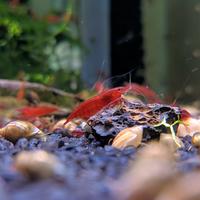 Neocaridine Davidi "Bloody Mary"