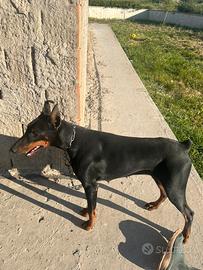 Doberman femmina