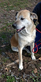 Young, un cuore grande con tanto amore da donare