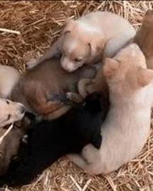 Cuccioli incrocio maltese